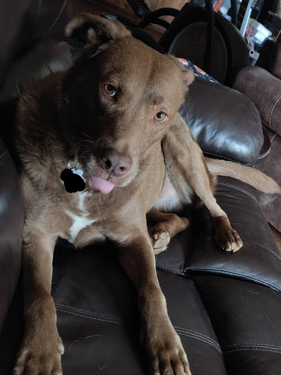 My dog, doing a blep.
