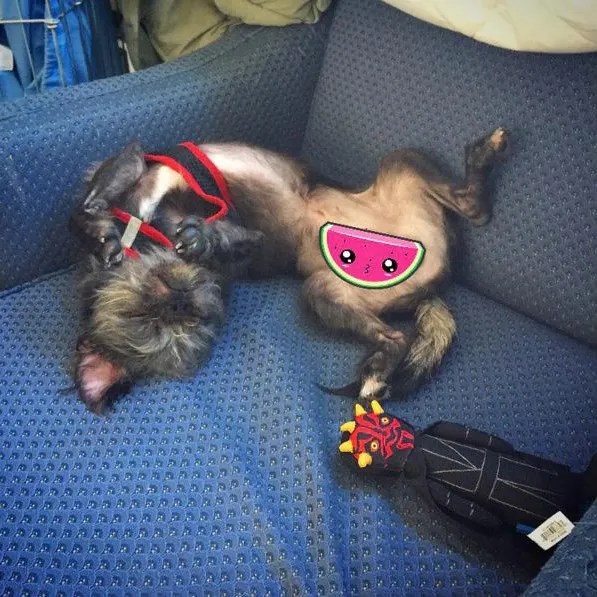 A small dog with a watermelon emoji covering its genitals.