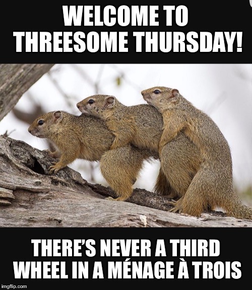 A meme with three squirrels who look like they're having a threesome (but are really just hugging each other) with the text: "Welcome to threesome Thursday! There's never a third wheel in menage a trois."