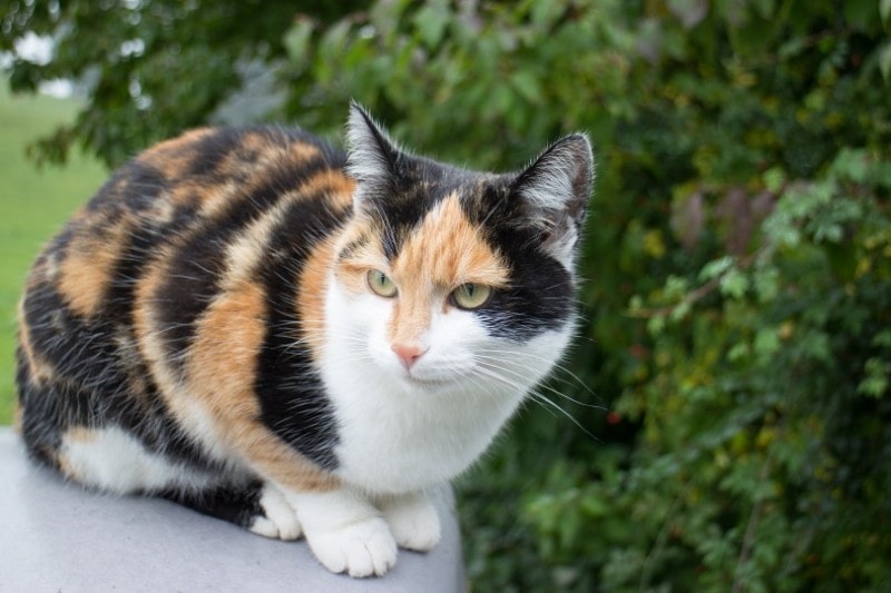 A calico cat.