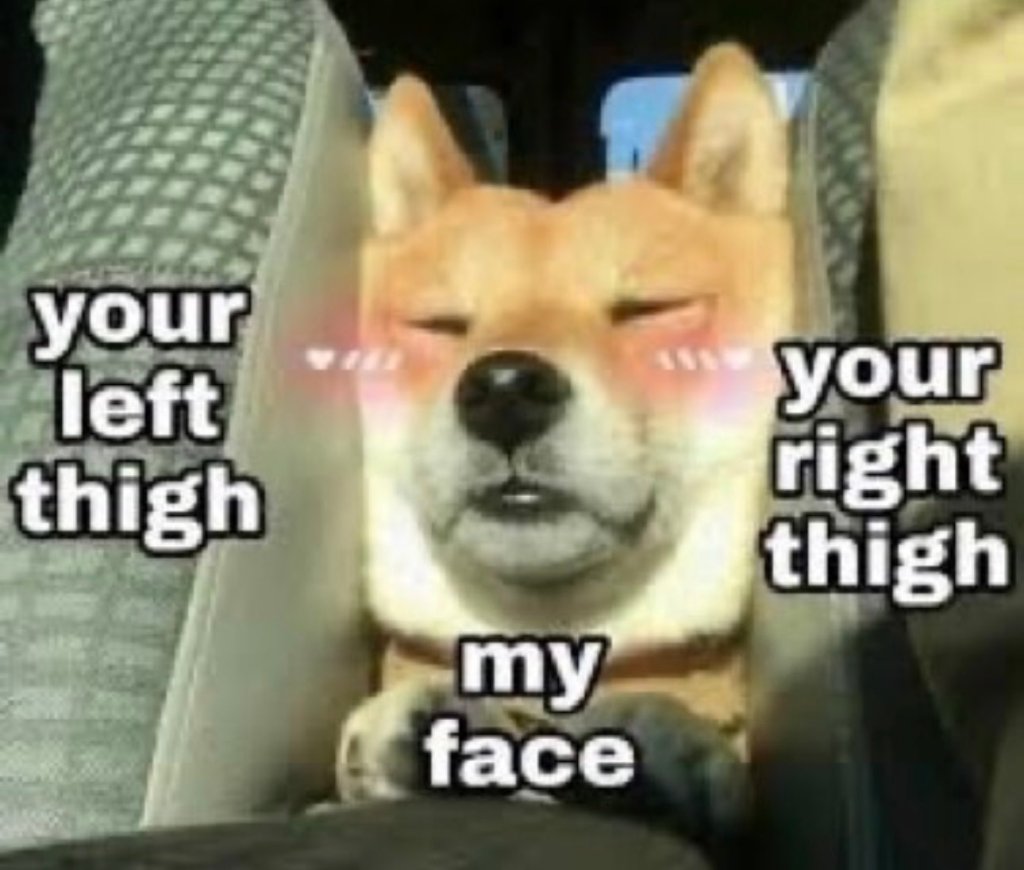 A Shiba Inu between two pillows, one labeled "your left thigh" and the other labeled "your right thigh". The Shiba Inu is labeled "my face".