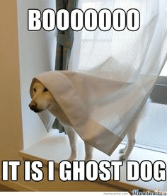A dog covered by curtains with the caption: "Boooooo. It is I, ghost dog."